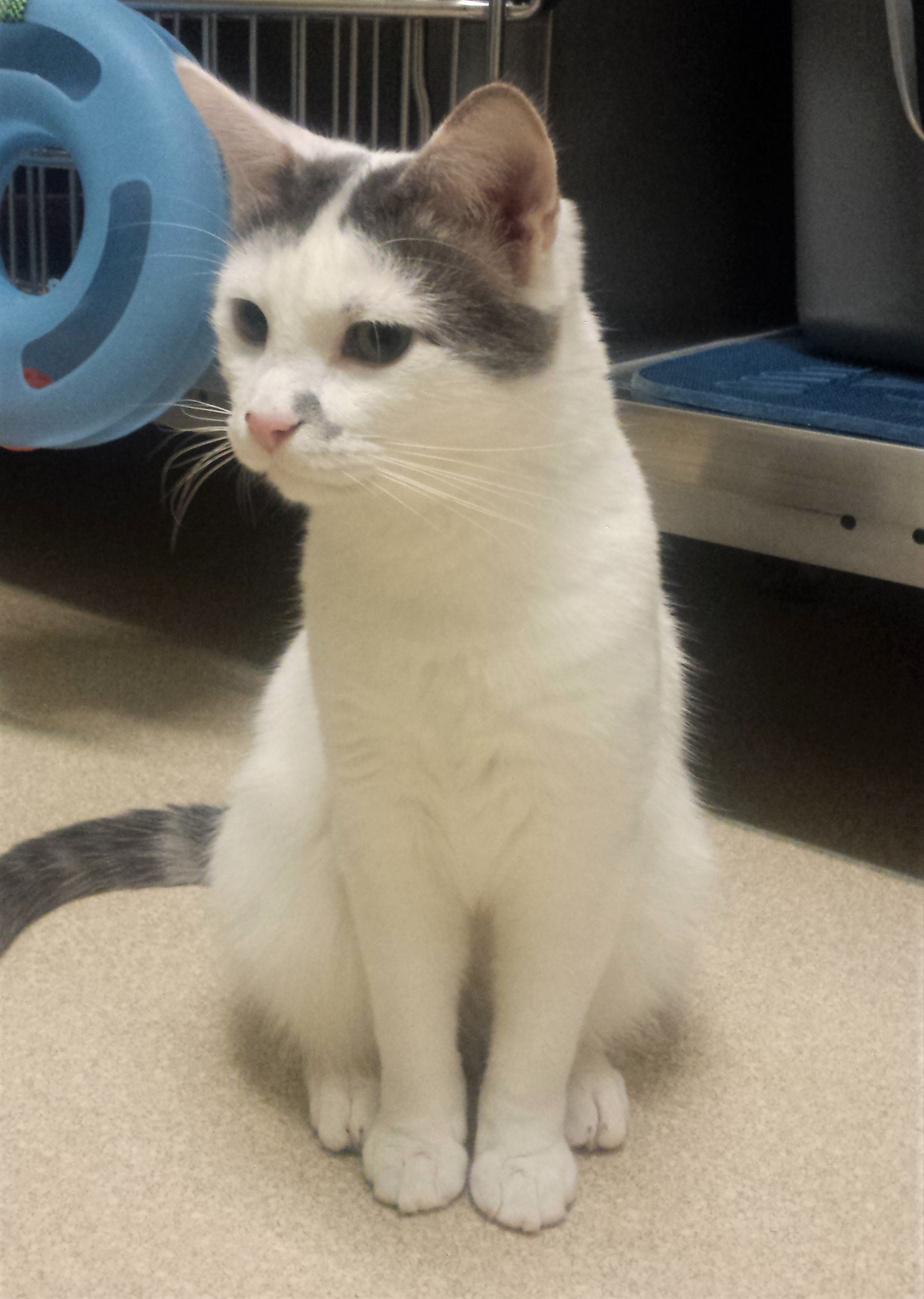 Ear-spot - Adopted April 2020