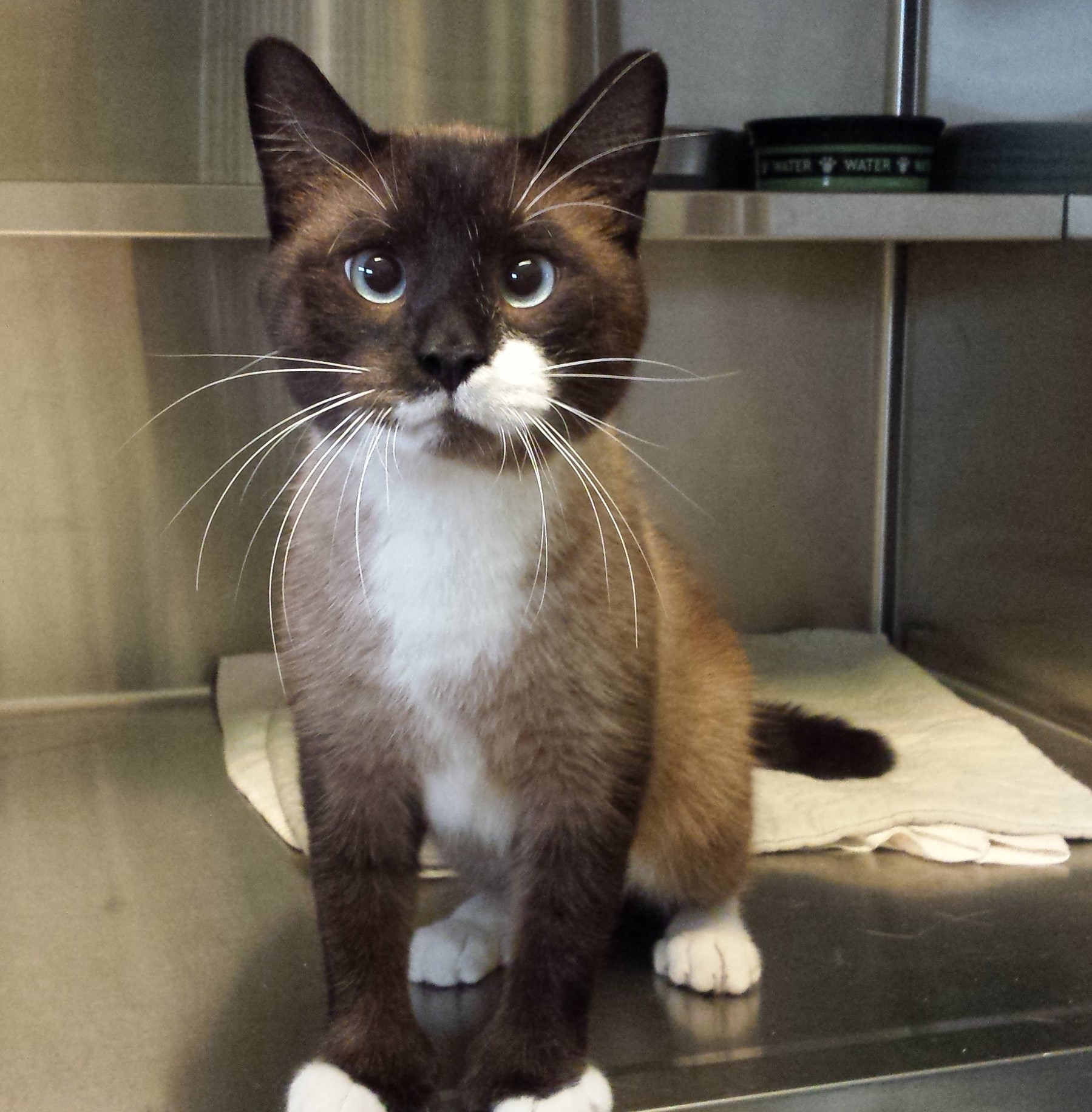 Freddie-adopted April 2019!