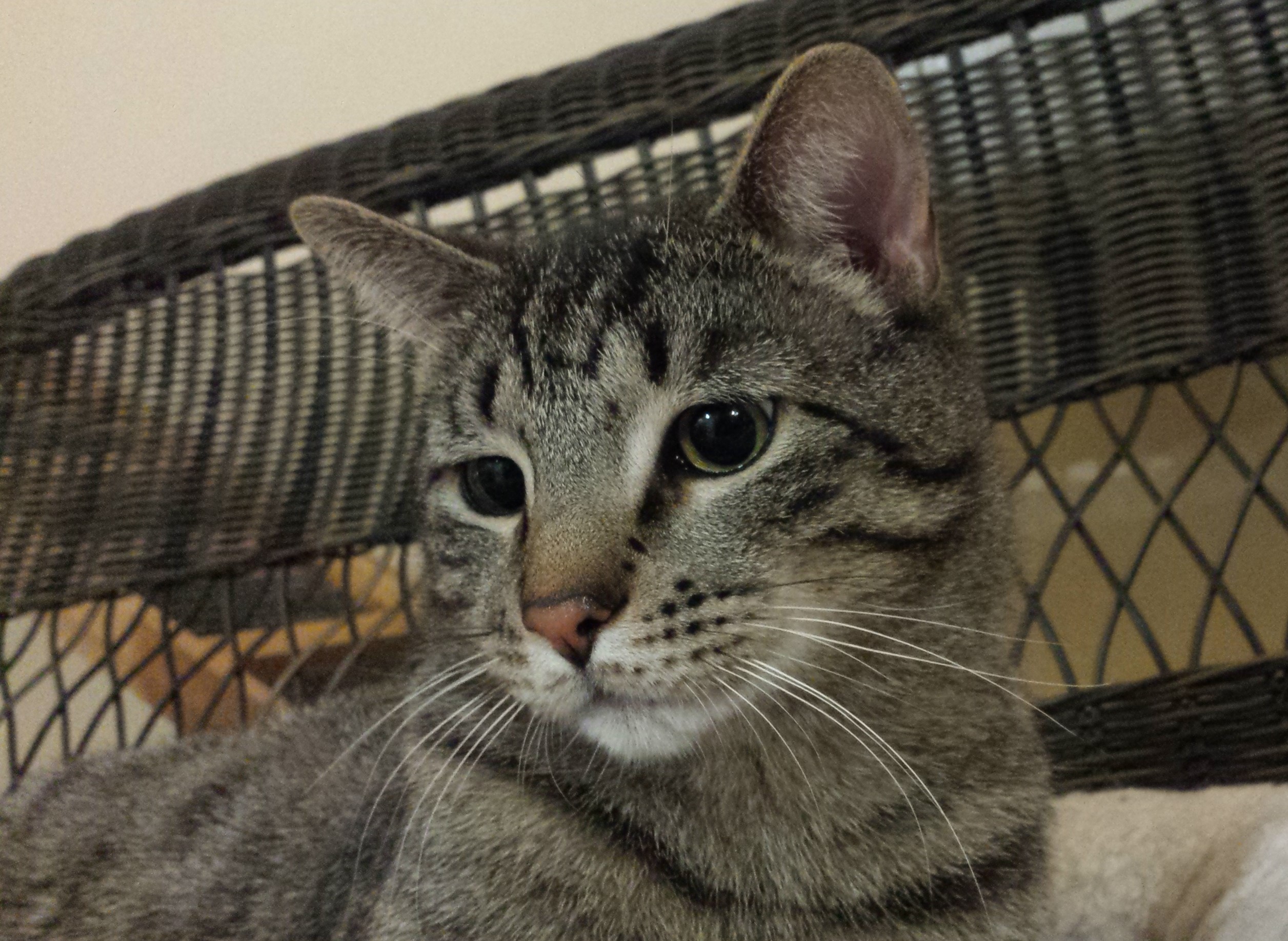 Professor Chirp - Adopted Aug 2019