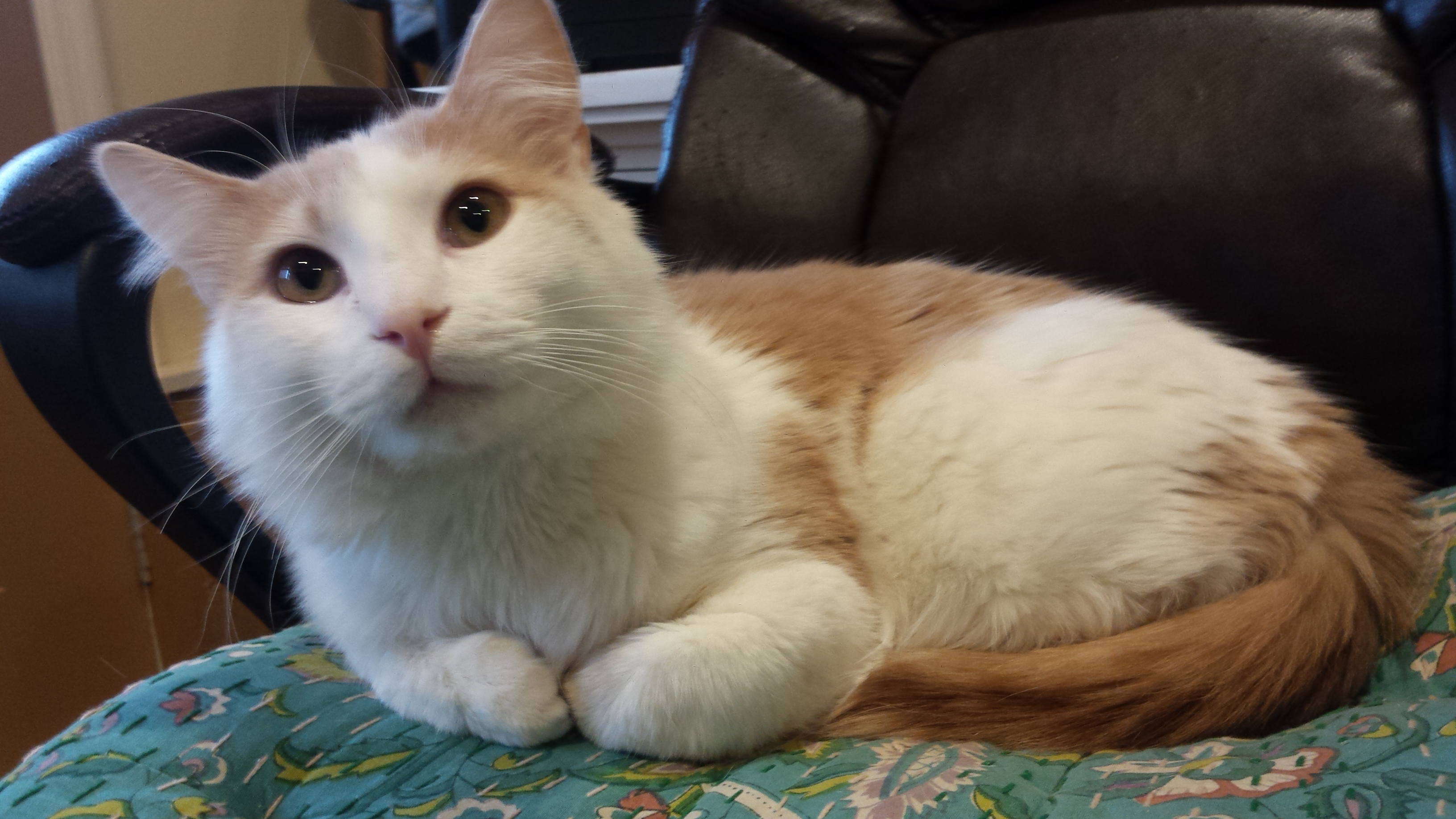Theodore - adopted!