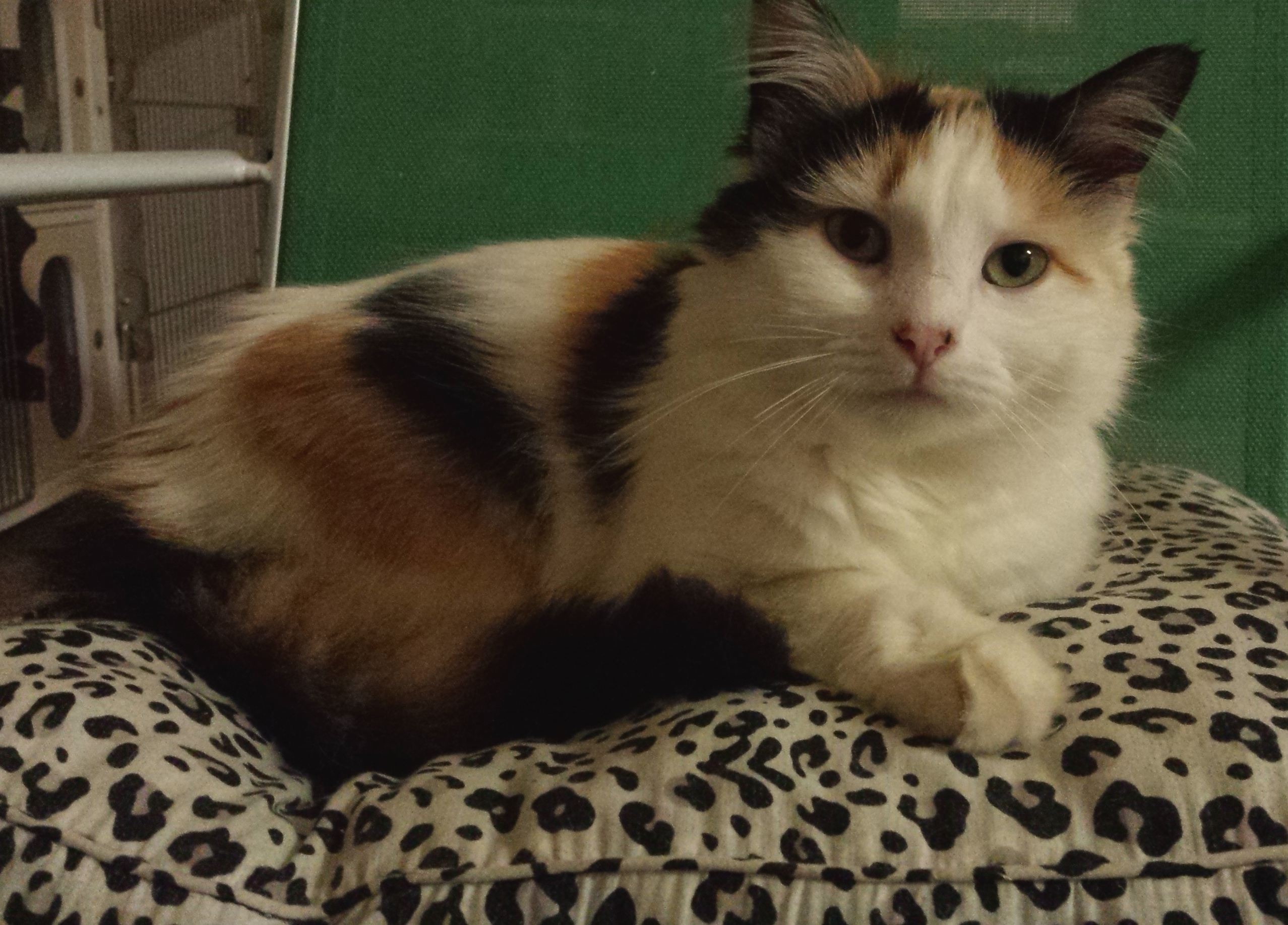 Penelope-adopted Jan 2019!