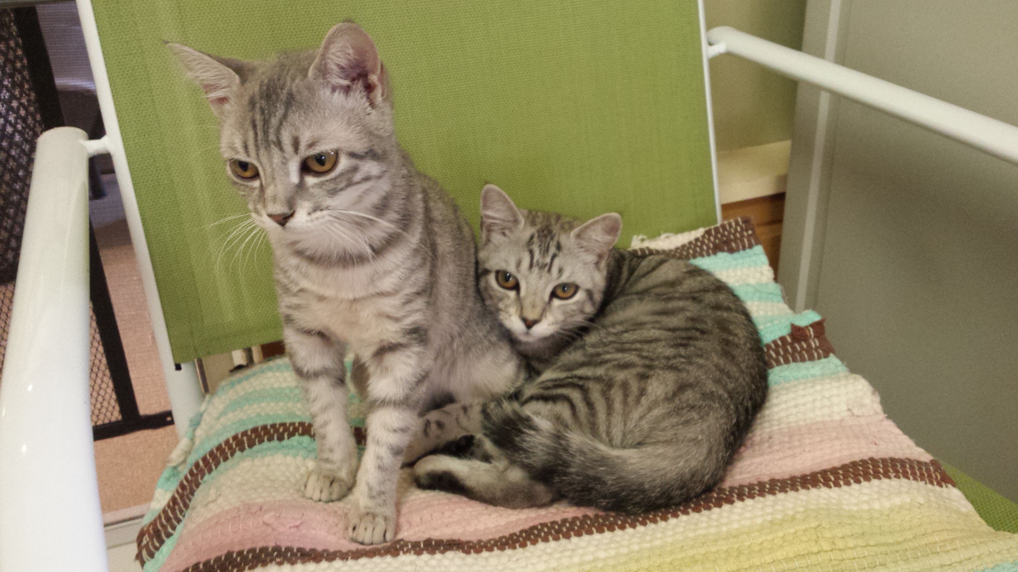 Silver Tabbies- Adopted!