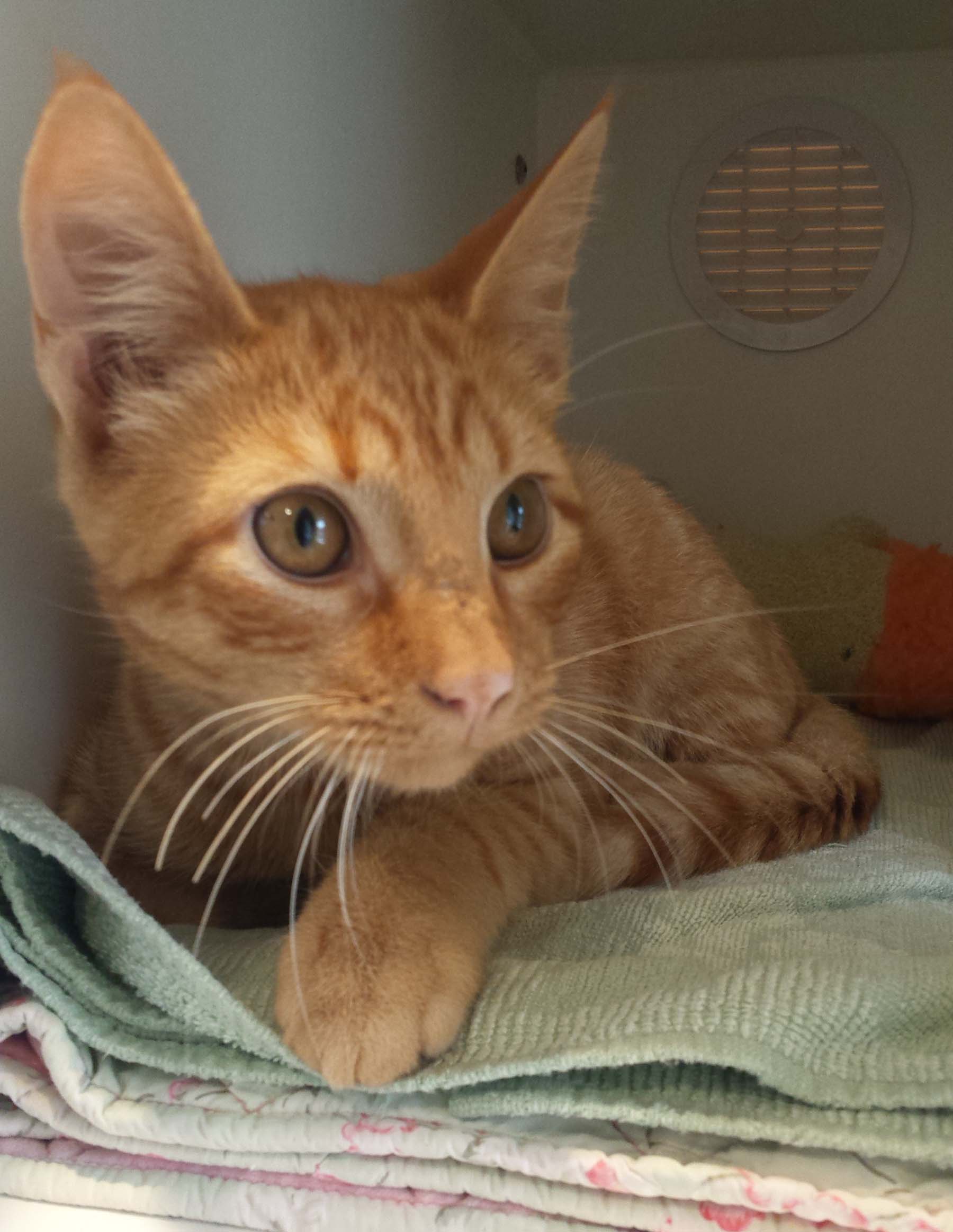 Virgil - Adopted March 2017