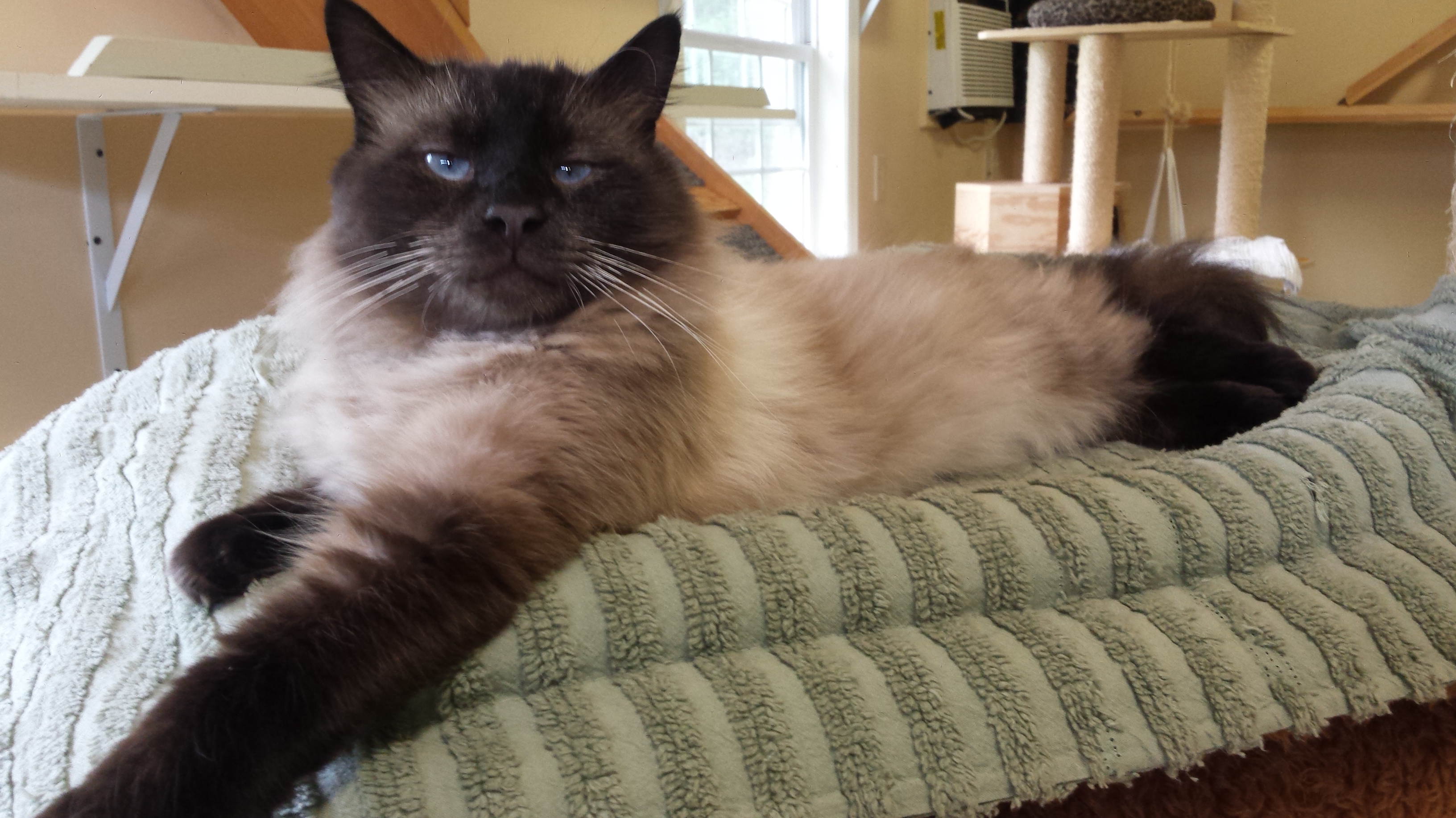 Otto - Adopted June 2019