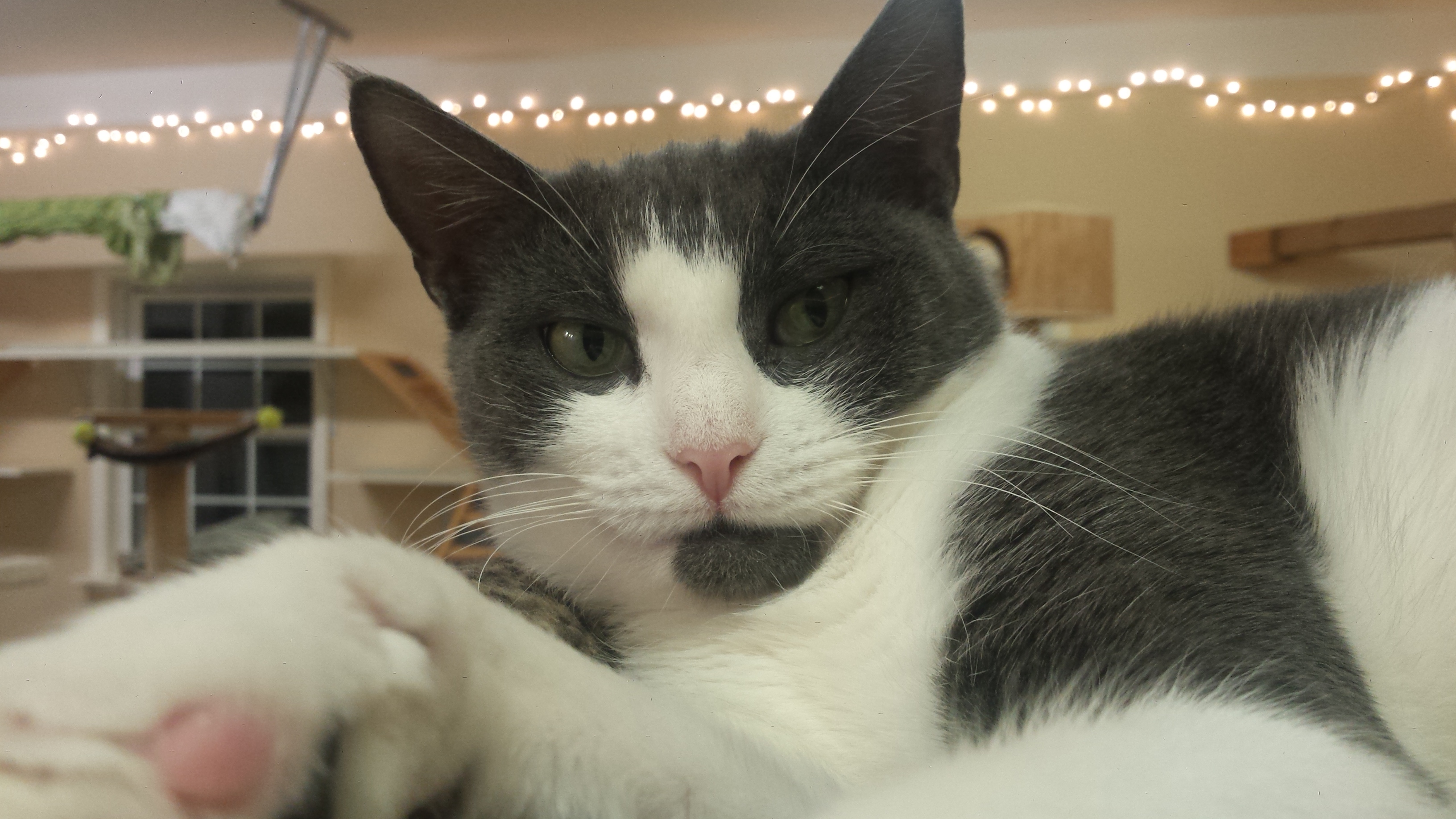 Izabelle - Adopted June 2019