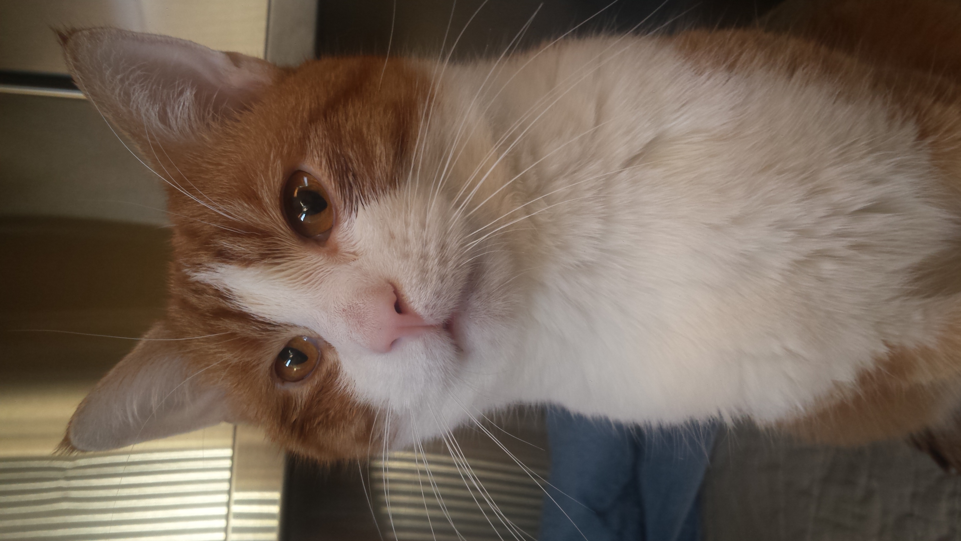 Pierre-adopted April 2019!
