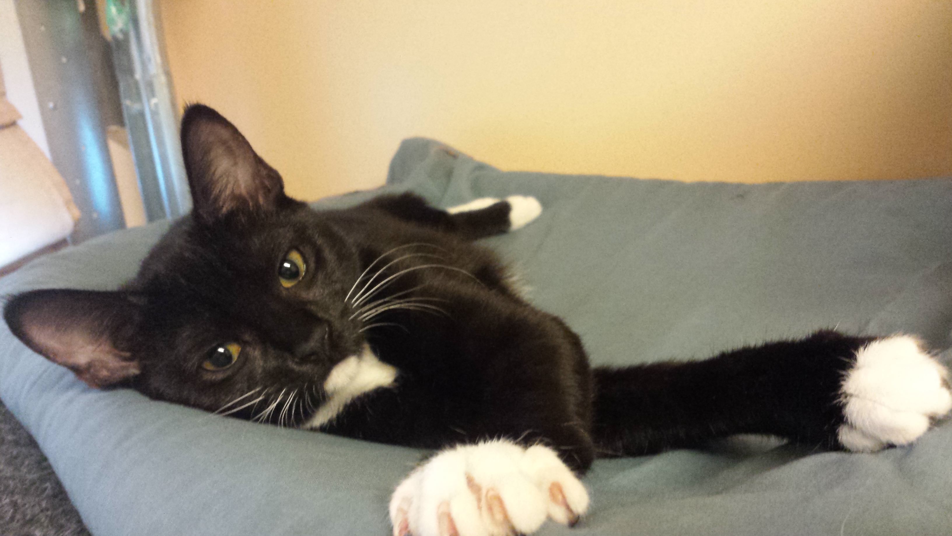 Eloise - adopted