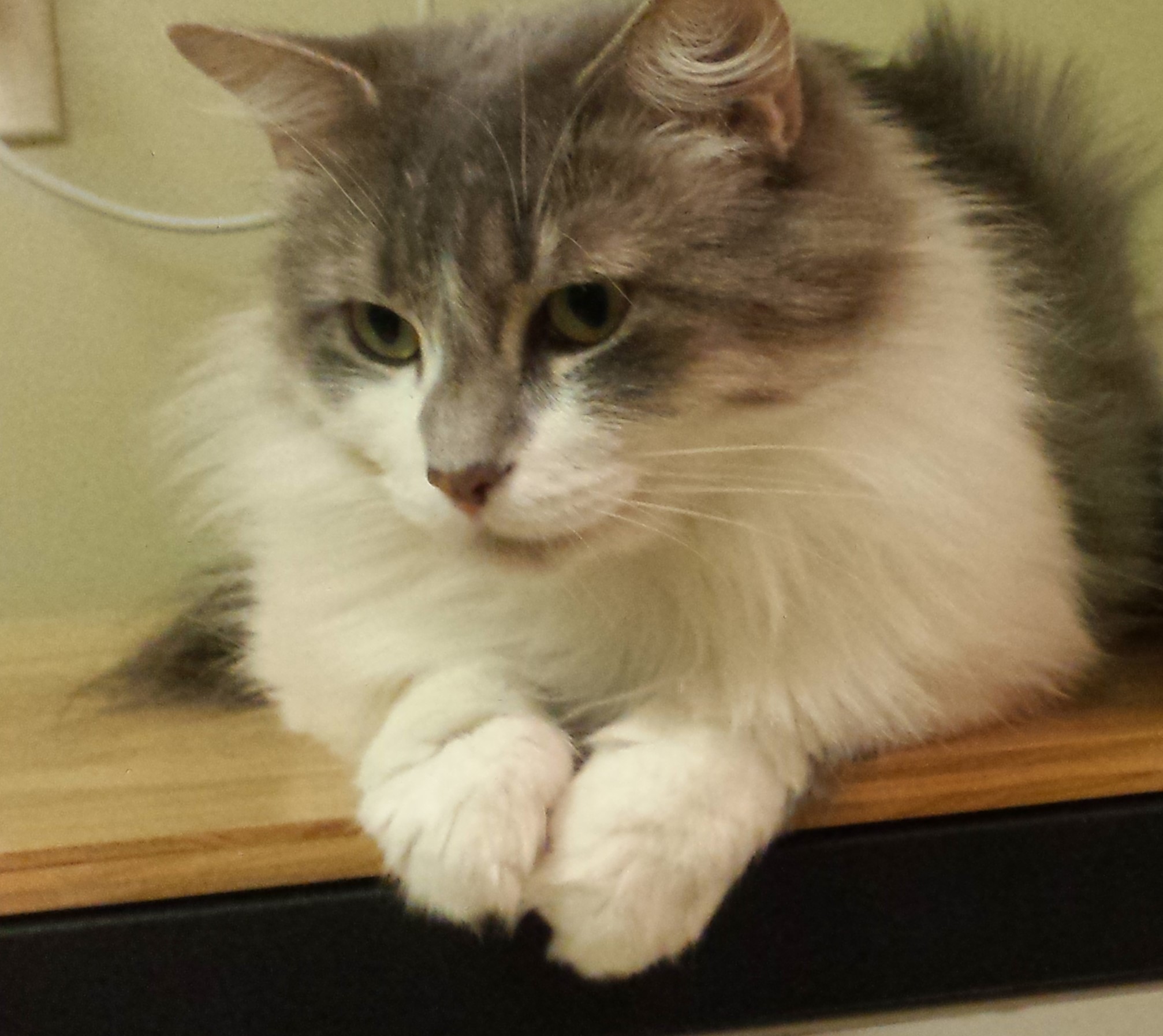 Monique-adopted September 2020