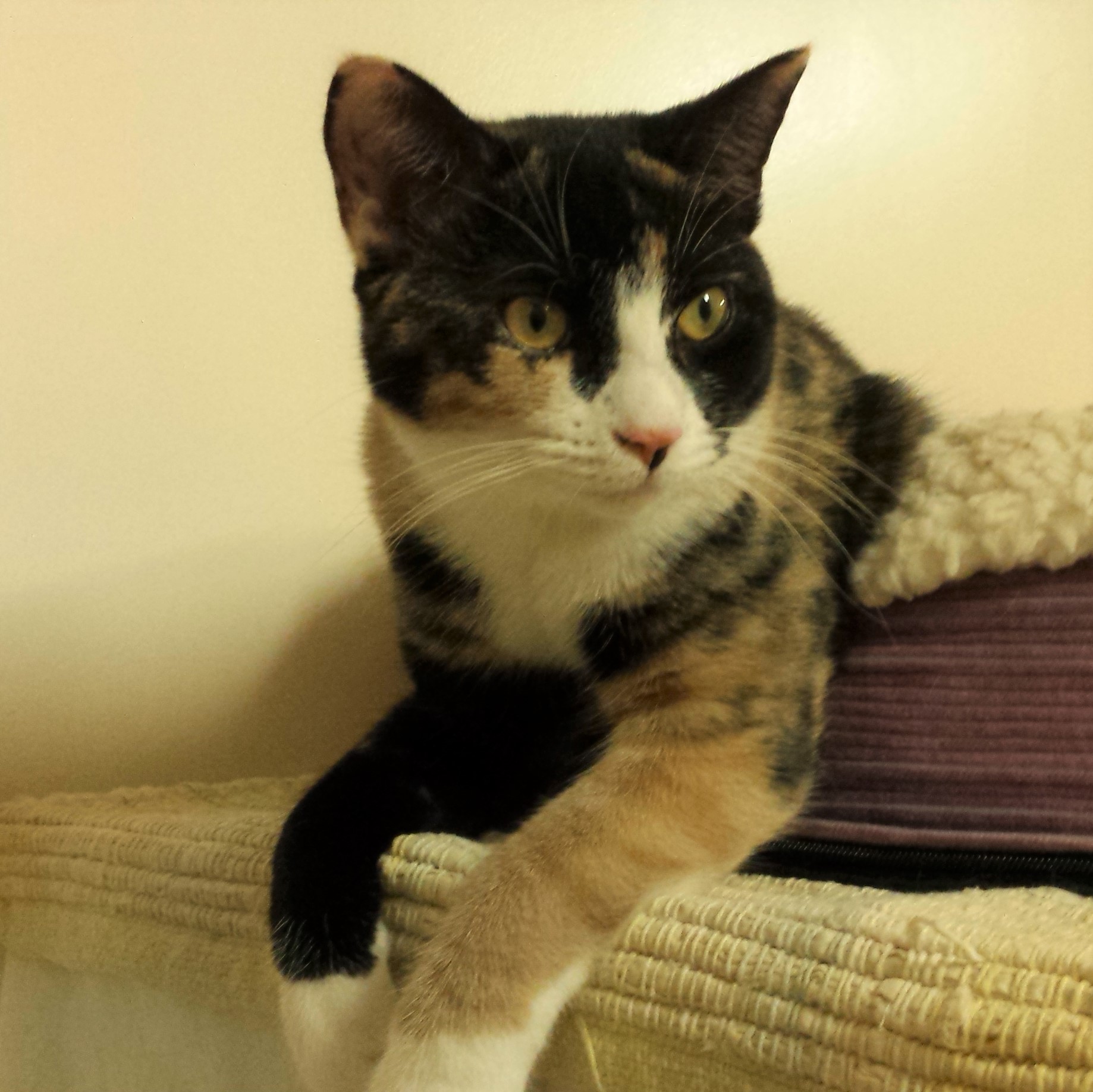 Samantha-adopted April 2019!