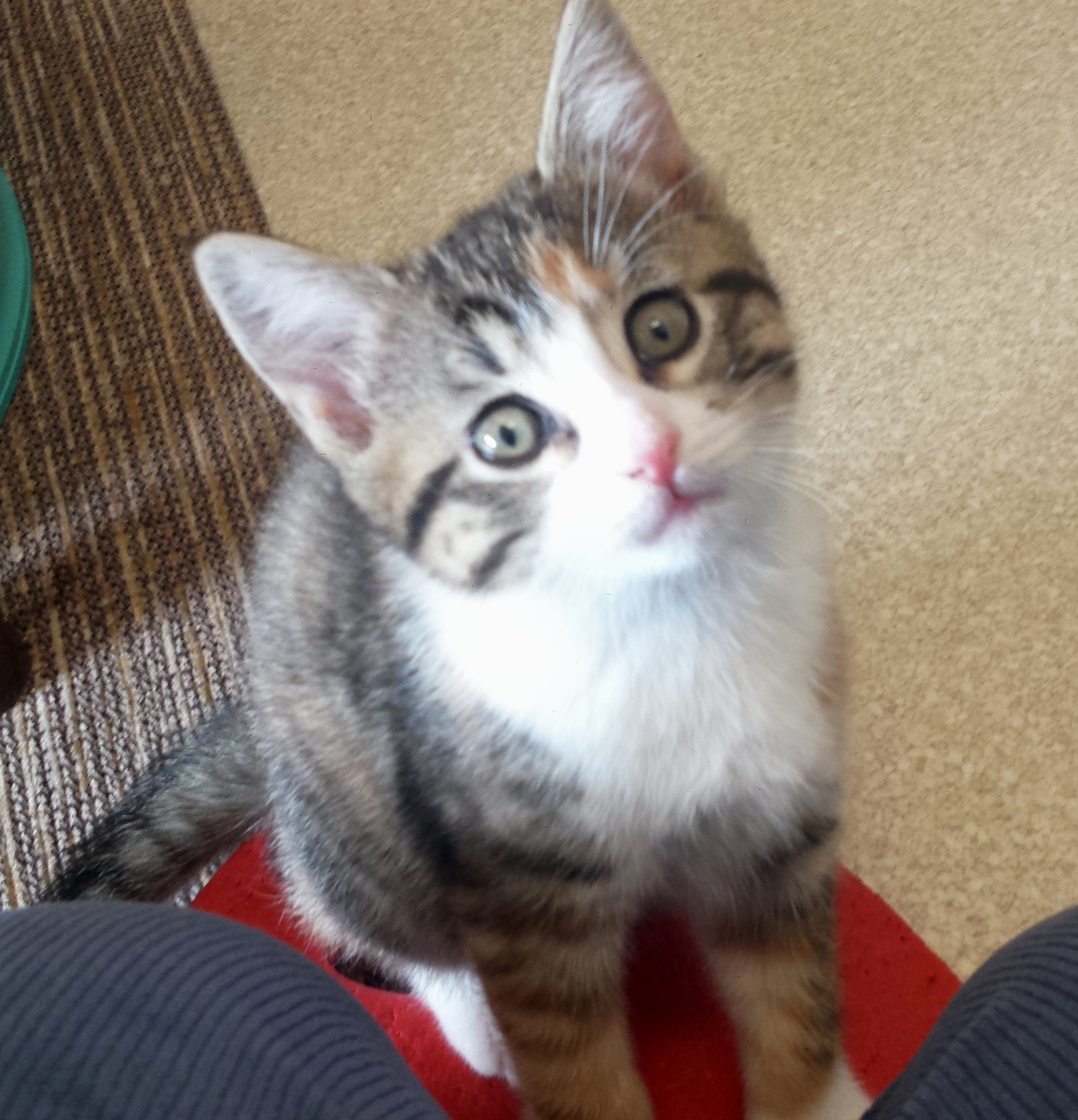 Yvette's Kittens - Adopted
