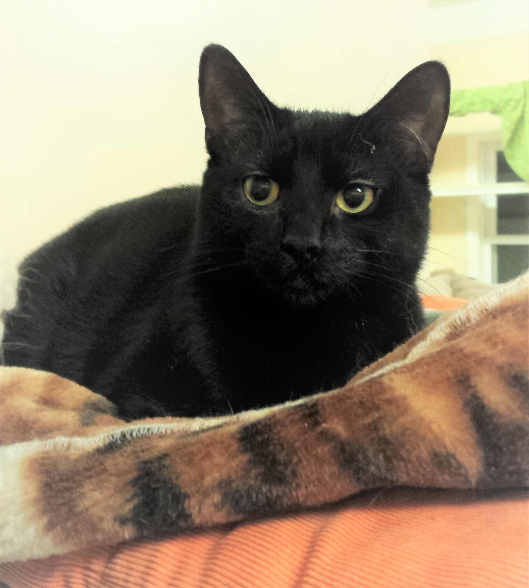 Ebony - Adopted April 2020