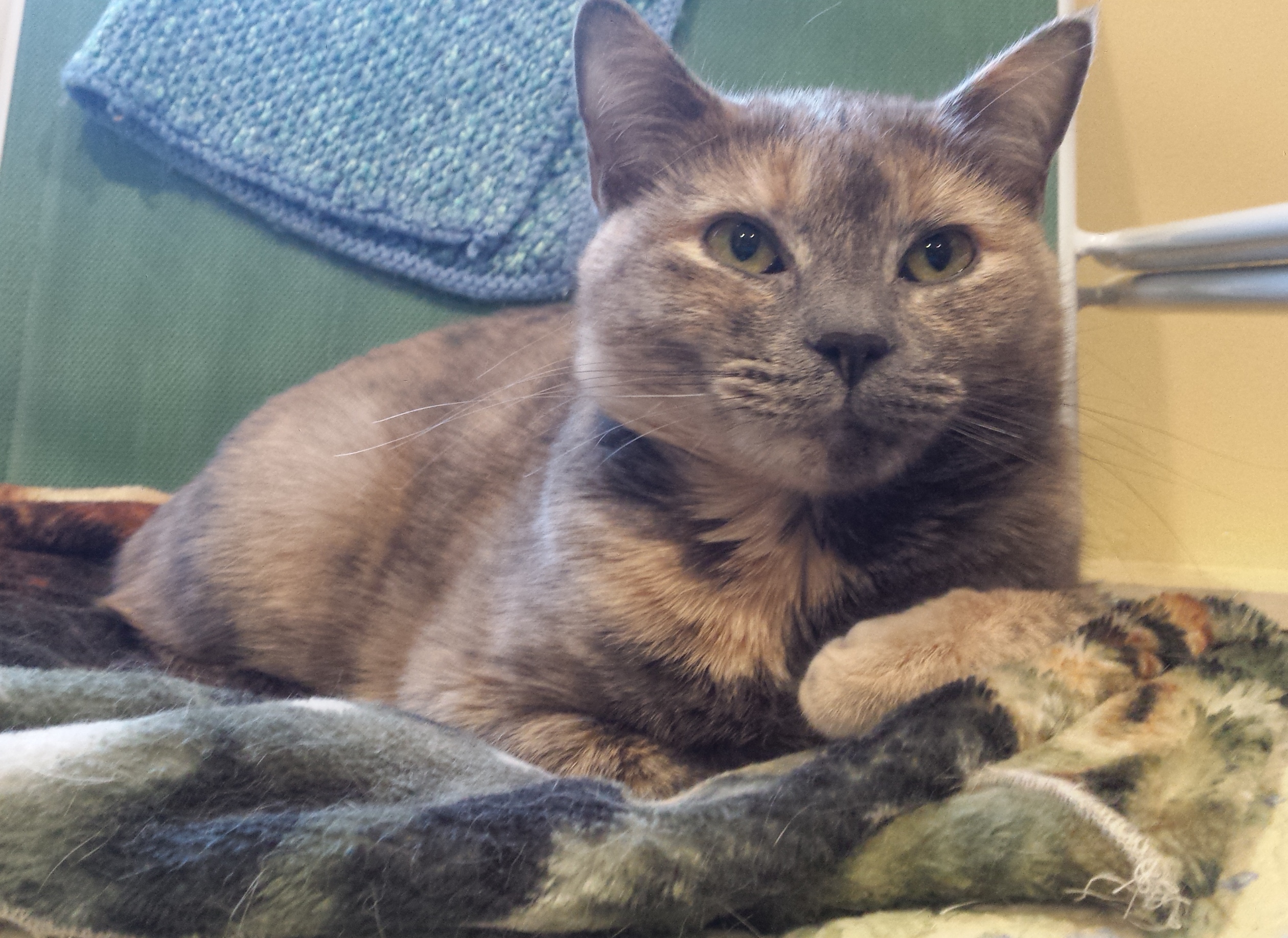 Winnie - adopted!