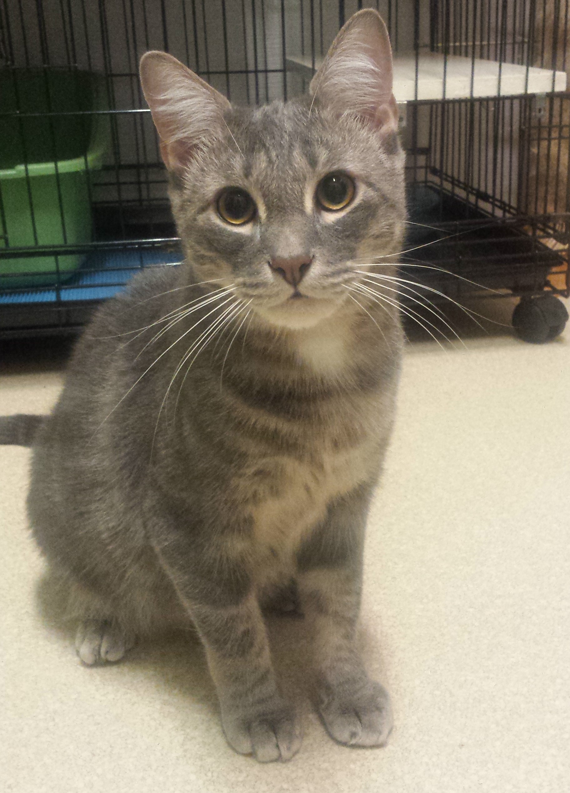 Puma - Adopted June 2020