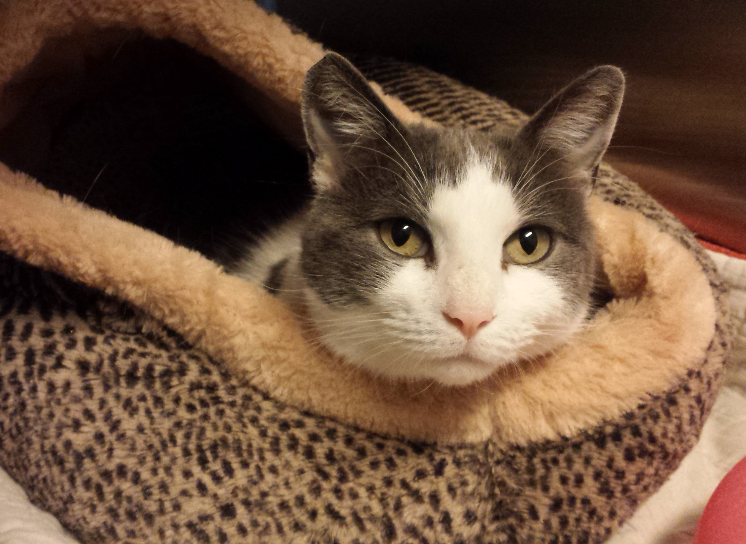 Clara - adopted!