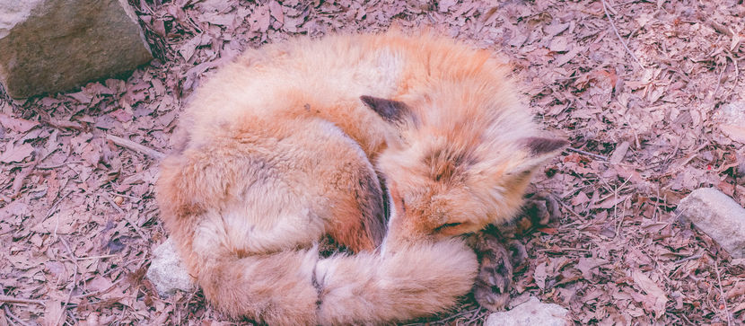 Zao Onsen + Zao Kitsune Mura (Zao Fox Village)
