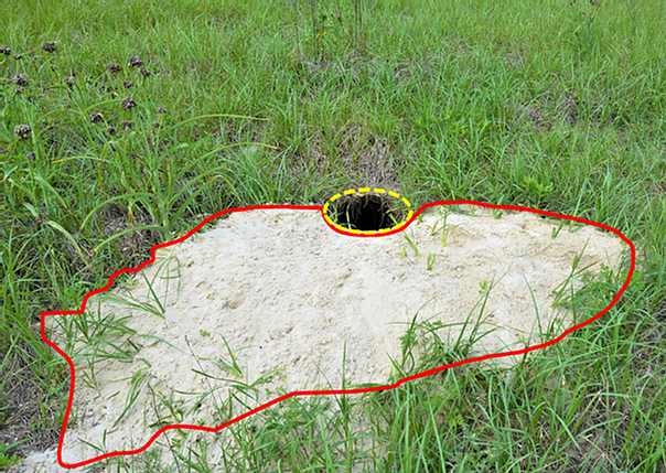 An active gopher tortoise burrow in Florida, showing the typical crescent-shaped burrow and sand apron.