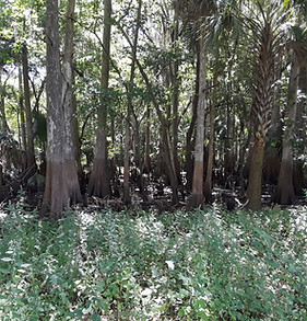 Wetlands delineated by Excelsior Environmental Consulting Group in Seminole County
