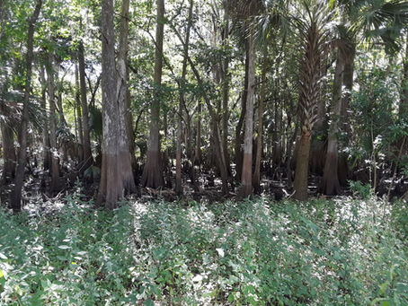 Wetland Delineation Surveys in Florida: Discussion