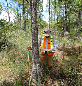 Excelsior biologist conducting a UMAM assessment Excelsior Environmental Consultants