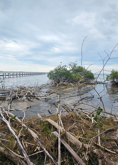 The shoreline of the Banana River, Merritt Island, Brevard County, Florida. Taken by Excelsior Environmental Consultants, LLC during a site assessment for a Consumptive Use Permit (CUP).