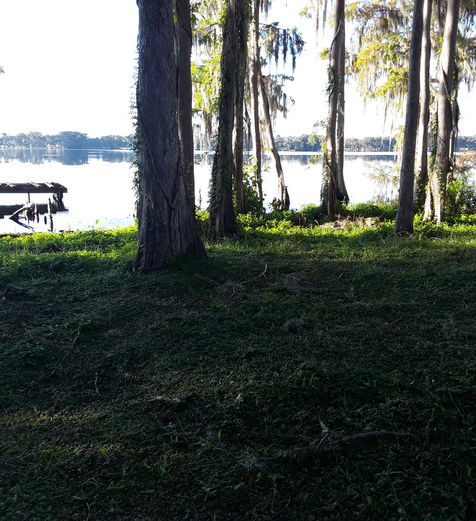 Cypress trees growing in altered wetlands in Lake County during wetland delineation - Excelsior Environmental Consultants