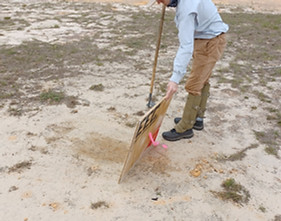 Excelsior field biologist conducting a sand skink survey in Lake County Excelsior Environmental Consultants