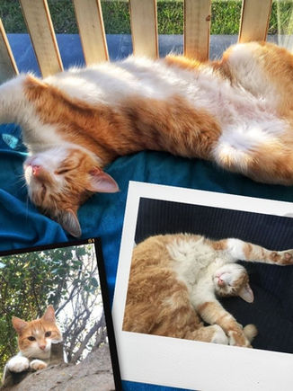 Como ratón en la boca de un gato.
