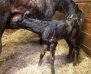 Daaher Filly2.jpg