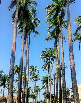 49986766_1256100771209232_68191217811572