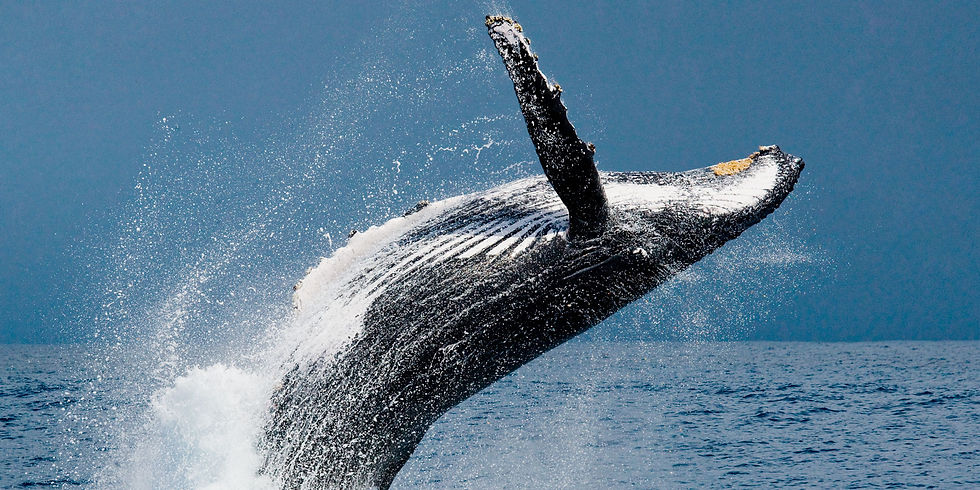 Avistamiento de Ballenas