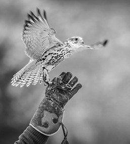 Falconer's hand releasing falcon into flight