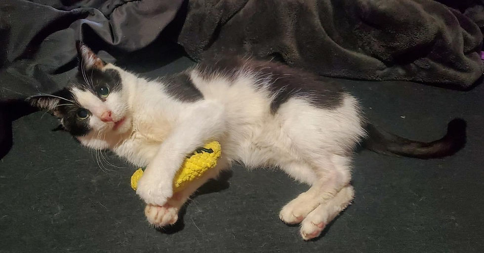 black and white cat, Ronan, laying on side upon a black colored couch cushion holding a yellow plush banana toy between his two front paws