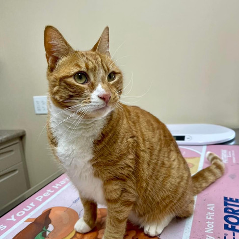 Orange tabby rusty with facial paralysis