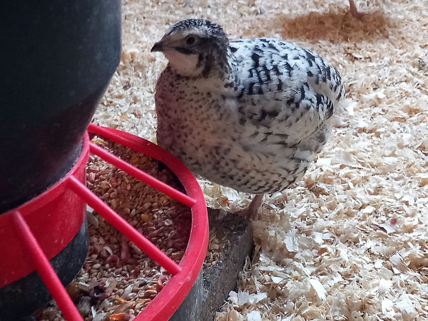 WhatsApp Bild 2025-03-06 um 09.39.10_602d2066.jpg