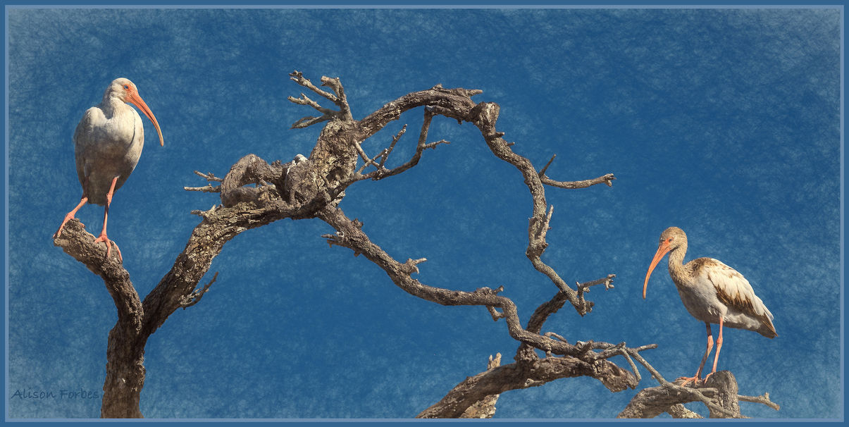 13-w-ibis parent & teen.jpg