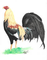 Acuarela Gallo Giro