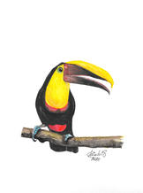 Acuarela Tucan - Ramphastos ambiguus