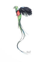 Acuarela Quetzal Macho