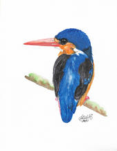 Acuarela Martín Pescador - Watercolor Alcedo atthis