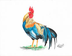 Acuarela Gallo 