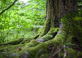 environment-forest-grass-142497.jpg