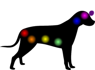 Transparent dog chakras pic for website with added third eye chakra.png