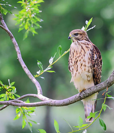 hawk pic for website.jpg