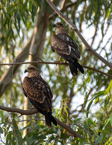 hawks sitting in tree for website.jpg