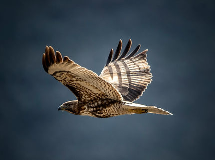hawk flying for website.jpg