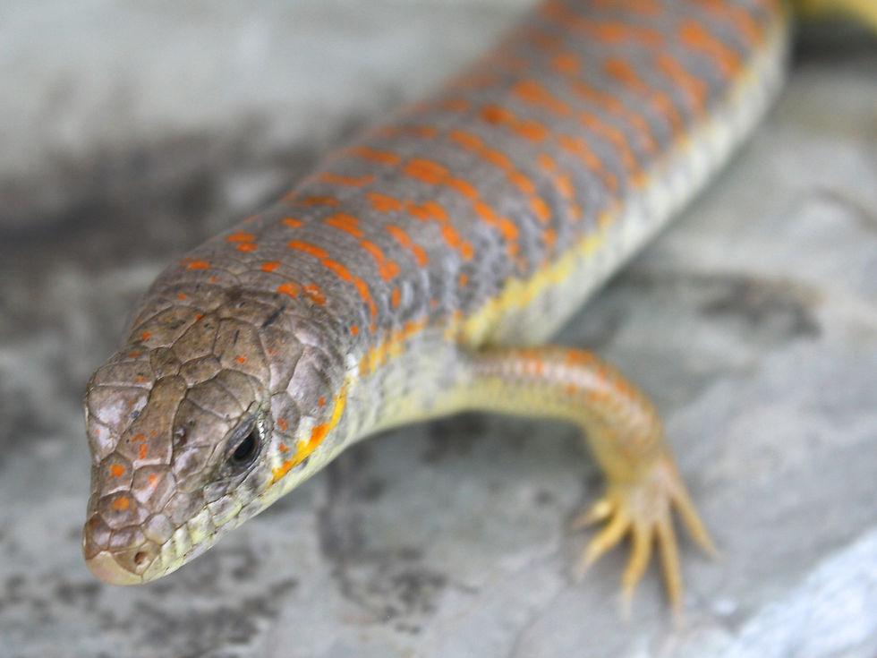 Skink Shneider Camaleonides