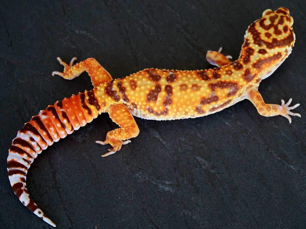 Red Diamond High Contrast Albino