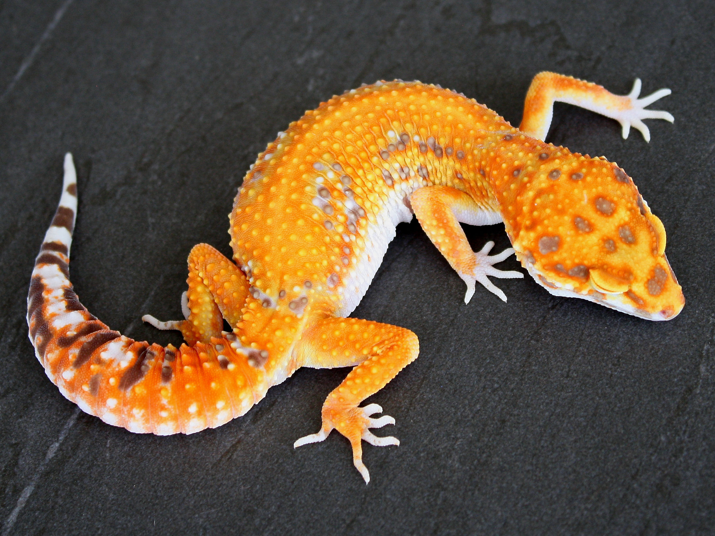 Blood High Contrast Albino