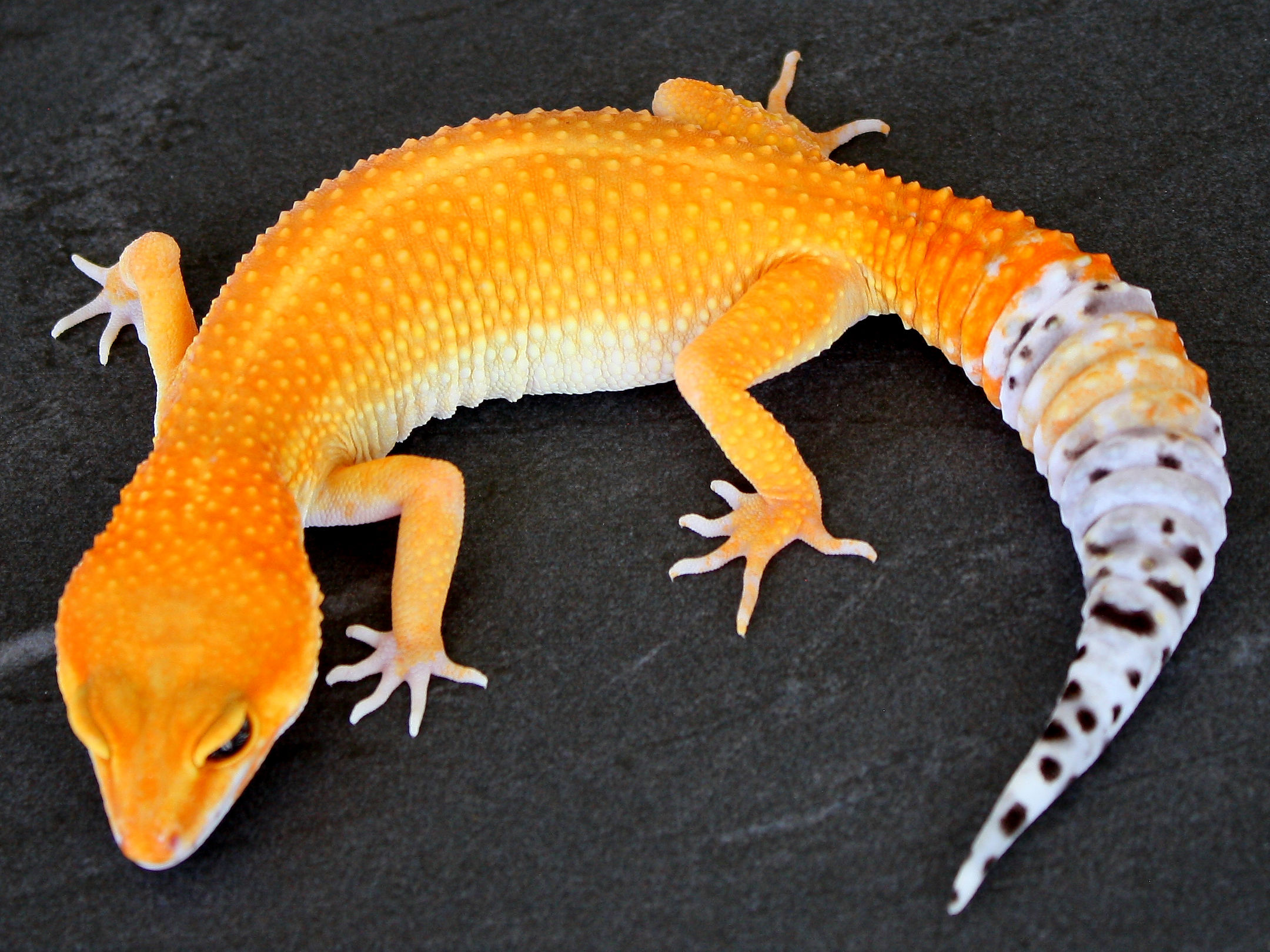 Orange Green Tangerine