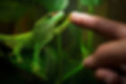 Camaleonides compartimos tu pasión. Venta de reptiles exóticos 100% legales.